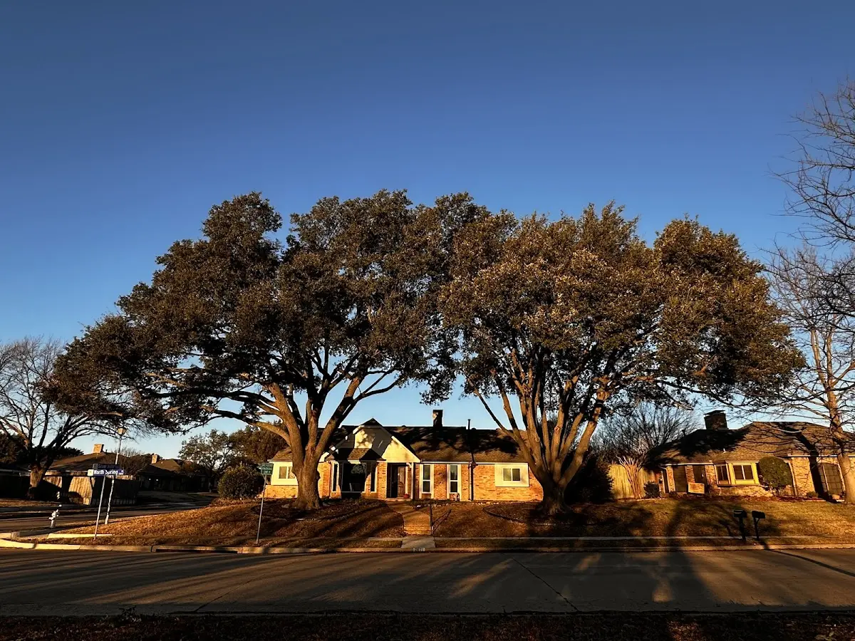 Established residential canopy tree shading a home in Hope